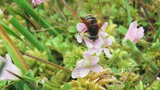 Eristalis cryptarum The Bog Hoverfly Dartmoor July 2017