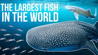 Whale Shark The Largest Fish In The World