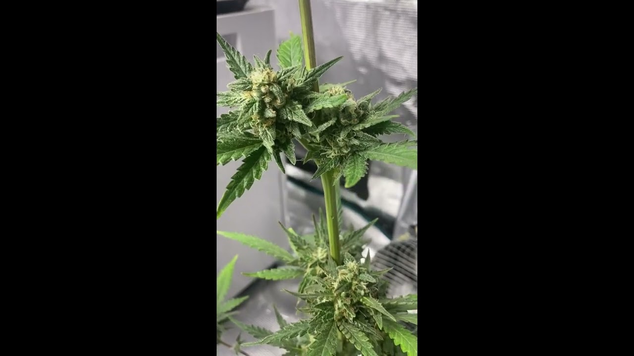 Fast Buds Girl Scout Cookies Auto 