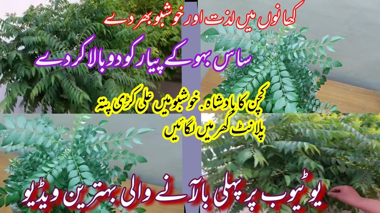 #how to grow home garden vegetables plants curry patta||curry leaves