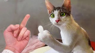 Try Not To Laugh 😁 New Funny Cats and Dogs Videos 😹🐶 Part 12 by Pets Parody 209,787 views 4 months ago 1 hour, 1 minute