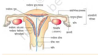 मासिक धर्म / मासिक चक्र / रजो धर्म / ऋतू श्राव / masik dharm / masik chakra / ritu srav / raho dharm