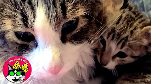 Watch the video about Male Norwegian Forest Cat Adopts Baby Kitten Like Mama Cat