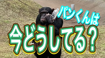 志村動物園 Youtube