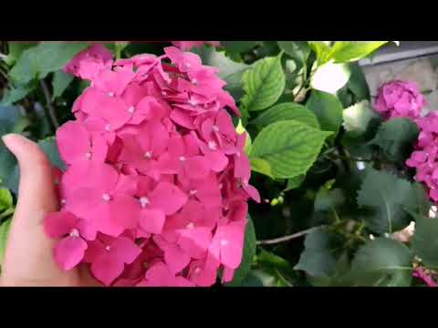 Video: Çiçekleri Renklendirmenin 5 Yolu