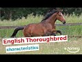 English thoroughbred   characteristics origin  disciplines