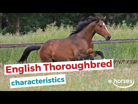 Video: English Thoroughbred Horse Breed Hypoallergenic, Kalusugan At Life Span