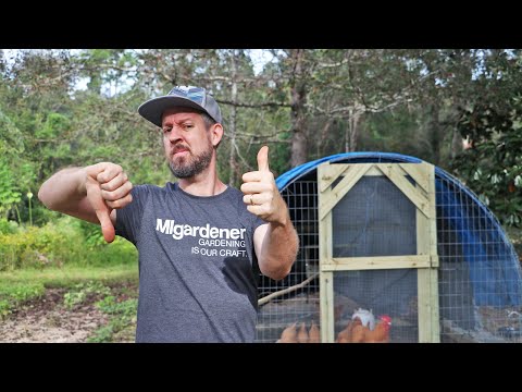 فيديو: كيف اصنع الدجاج المفترس والدجاج