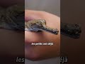 L'amour paternel d'un crocodile