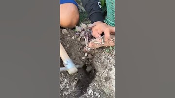 the technique of planting cassava tubers #shorts