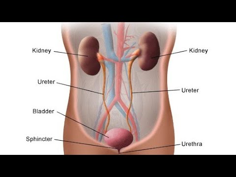 Ureter. Vesica urinaria. Siydik yoʻli va Siydik pufagi.(Qovuq) Сийдик йули ва Сийдик пуфаги. (Ковук)