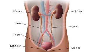 видео: Ureter. Vesica urinaria. Siydik yoʻli va Siydik pufagi.(Qovuq) Сийдик йули ва Сийдик пуфаги. (Ковук) картинка: Ureter. Vesica urinaria. Siydik yoʻli va Siydik pufagi.(Qovuq) Сийдик йули ва Сийдик пуфаги. (Ковук)