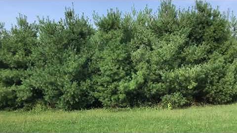 Virtual field trip of a tree farm