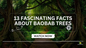 13 Fascinating Facts About Baobab Trees