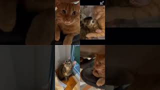 Music for cats #calmmusicforcats #cat #catrelaxation #cute