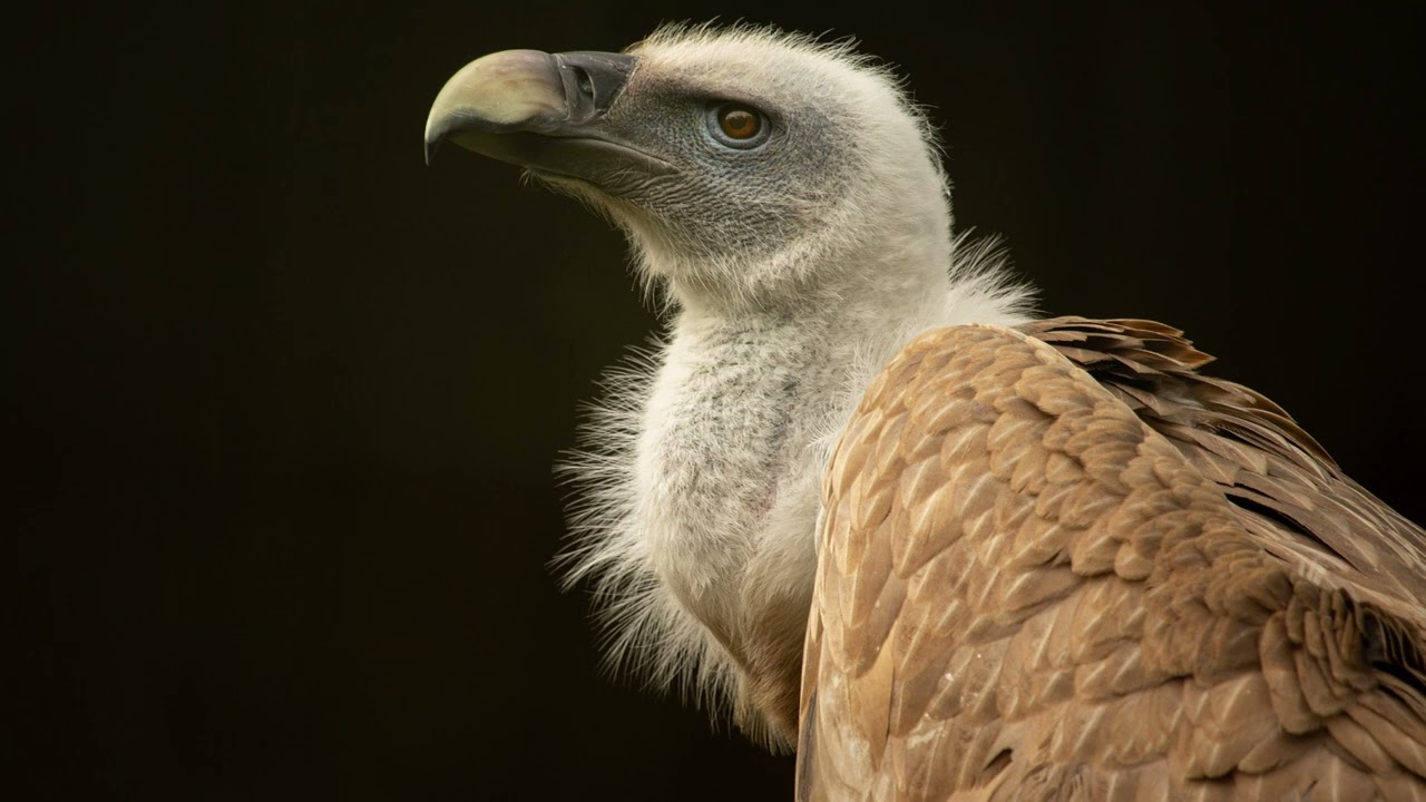 Vulture Sound Effect YouTube