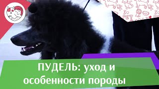 видео Пудель