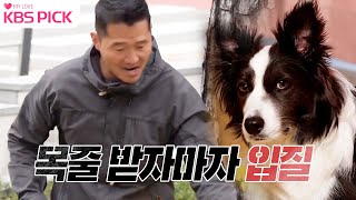 [#개는훌륭하다] 목줄을 넘겨받은 강 훈련사에게 돌발스런 공격!? 보더콜리 '니키' ㅣKBS 221219 방송