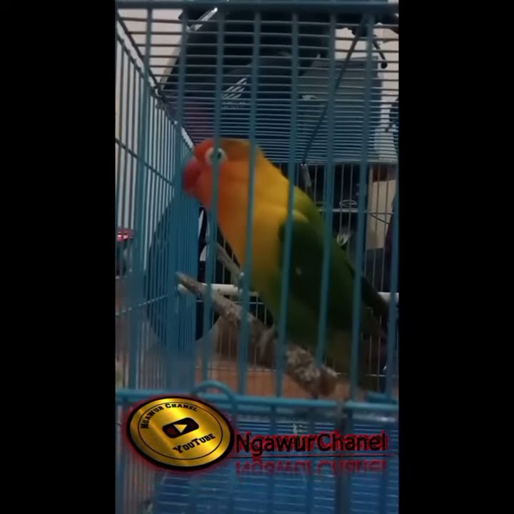 Lovebird Story WA