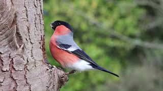 Beautiful Bullfinch