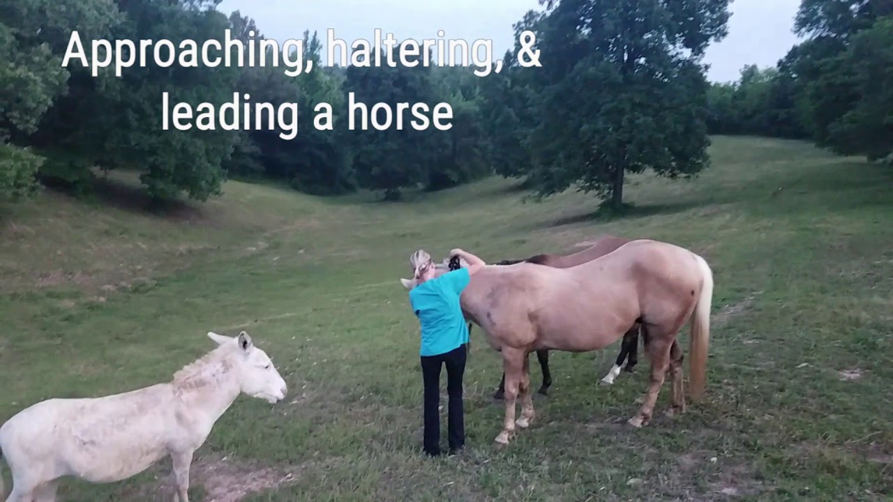 Skill #41 Approaching, haltering and leading a horse. - YouTube