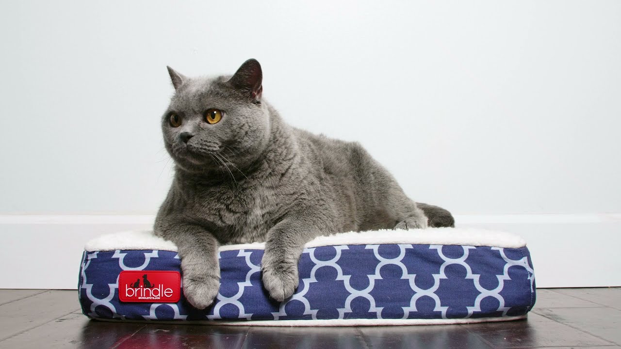 Brindle Waterproof Designer Memory Foam Pet Bed YouTube