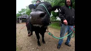 Cow-Back Riding with Sam, the steer