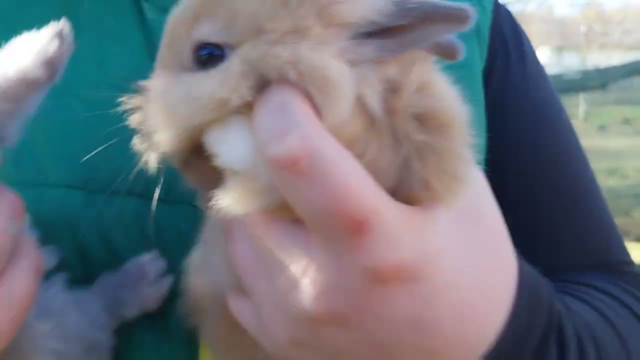 La Adelîn multe noutăți!!!