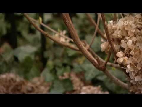 Video: Hoe Bloeit Hortensia? 26 Foto's In Welke Maand Bloeit Hij In De Tuin? Hoe Lang Is De Bloeiperiode? In Welk Jaar Begint Hij Voor Het Eerst Te Bloeien? Waarom Bloeit Hortensia Groen?