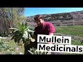 Mullein Herb is Great for Coughs! - Quick Herbal Recap with Doc Jones