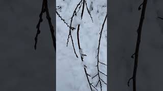 Snomageddon In The Ozarks