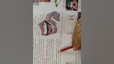 Class 4 EVS chapter 3 organs of the mouth
