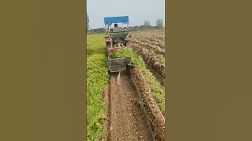 Mature Peanut Digging and Screening Process - Unique tools to boost efficiency and streamline work