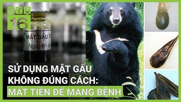 Mật gấu có phải là "thần dược", sử dụng sai cách tác hại thế nào? | VTC16
