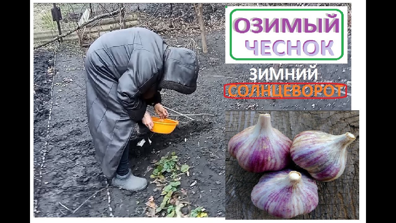 Посадили ОЗИМЫЙ ЧЕСНОК в день ЗИМНЕГО СОЛНЦЕВОРОТА - YouTube