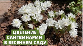 Весенние цветы. Цветение сангвинарии махровой