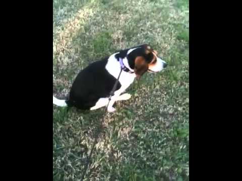 Dog Dragging Butt