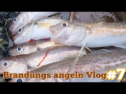 Brandungs angeln an der Nordsee/Knock | Dorsch \u0026 Wittling | Vlog 1