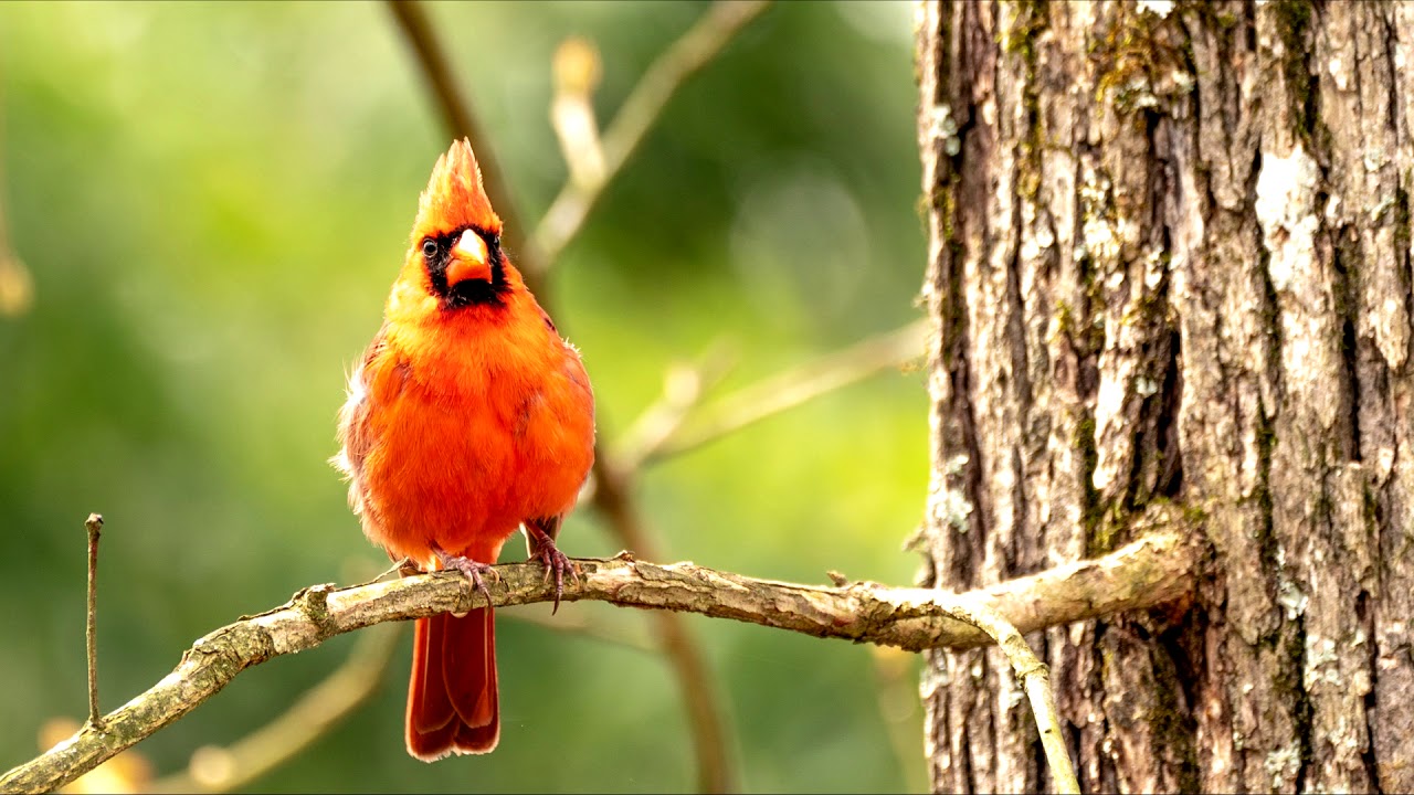 Messabout1 Still Photos With Music