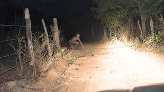 30 SCARIEST Creature Encounters Caught In The Woods | Scary Comp V445