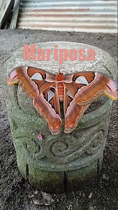 Mariposa big butterfly/atlas moth( #shorts #ytshorts #satisfying #viral #youtubeshort #paroparo