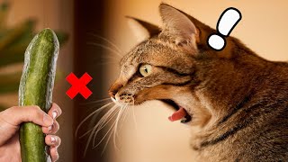 5 Things Cat Hate You Should Avoid | Funny Cats And Cute Baby Cats Video | Kitten Meowing by Kittens Meowing 11,200 views 3 years ago 2 minutes, 39 seconds