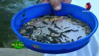 Bhoomigeetham | Fish farming