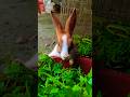 #rabbit #rabbits #cute #animals @Rabbitupdatetop1