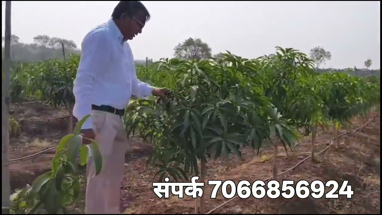 इस्त्रायल तंत्रज्ञानाने आंबा फळबाग शेती दोन वर्षांच्या झाडांची छाटणी 7066856924