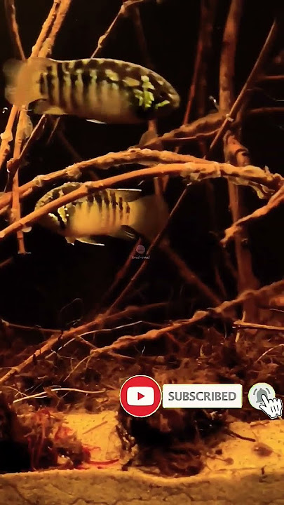 ivanacara adoketa #cichlid #iwakiwak #iwak2 #short #shorts #shortsvideo #youtubeshorts #youtube