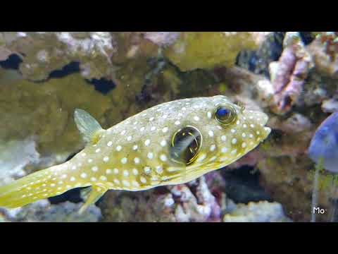 White Spotted Puffer "Rude Boy" OG