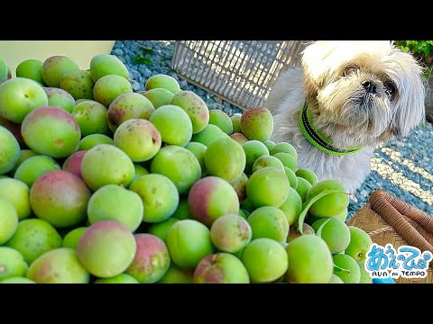 【大量】またも田舎で孫の顔するシーズー犬てんぽ【梅と山椒】