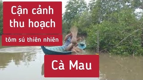 TẬP 84:VỀ CÀ MAU//CÁCH THU HOẠCH TÔM SÚ THIÊN NHIÊN CỦA NGƯỜI CÀ MAU//DÂN DÃ PHƯƠNG NAM