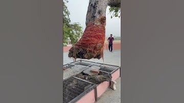 Mahadev #shiv#mahashivratrivrat #shivshakti #shivshankar #mahadev #mahadevstatus #bholenath #shambhu